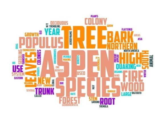 Aspen Typography Crafting: Hand-Drawn Word Clouds That Elevate Real Design Work