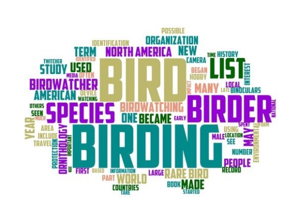 Birdwatching Typography Tumbler: A Versatile Word Cloud Asset for Creative Professionals